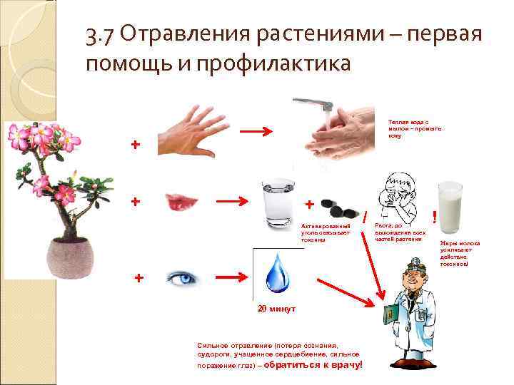 3. 7 Отравления растениями – первая помощь и профилактика Теплая вода с мылом –