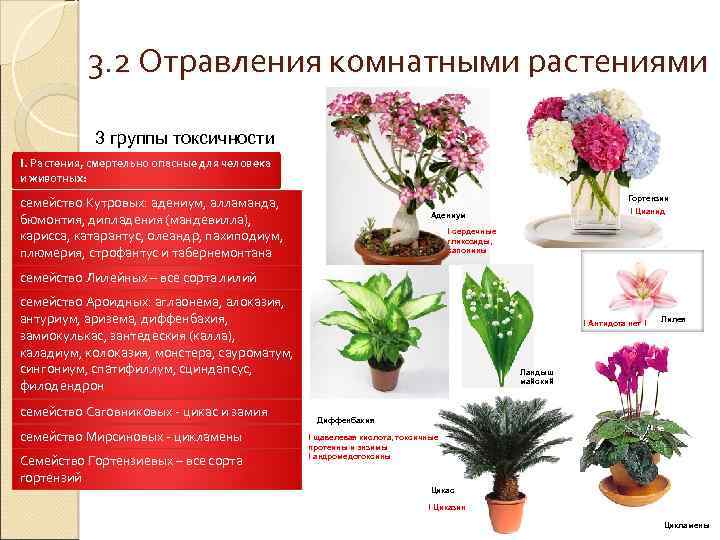 3. 2 Отравления комнатными растениями 3 группы токсичности I. Растения, смертельно опасные для человека