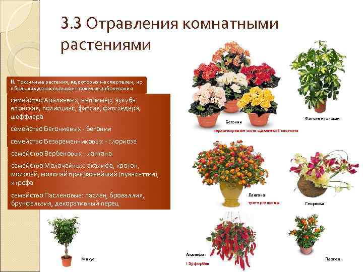 3. 3 Отравления комнатными растениями II. Токсичные растения, яд которых не смертелен, но в
