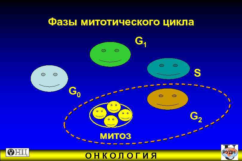 Фазы митотического цикла G 1 S G 0 G 2 митоз РУДН ОНКОЛОГИЯ 