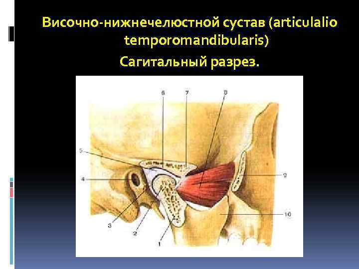 Височно-нижнечелюстной сустав (articulalio  temporomandibularis)  Сагитальный разрез. 