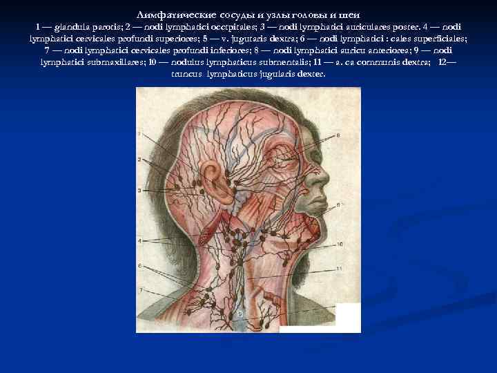      Лимфатические сосуды и узлы головы и шеи  1