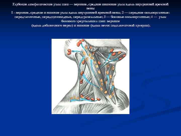  Глубокие лимфатические узлы шеи — верхние, средние инижние узлы вдоль внутринней яремной 