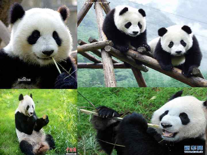 Панда(бамбуковый медведь) 