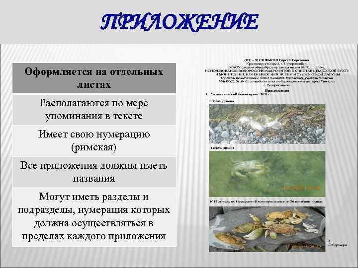 ПРИЛОЖЕНИЕ Оформляется на отдельных листах Располагаются по мере упоминания в тексте Имеет свою нумерацию