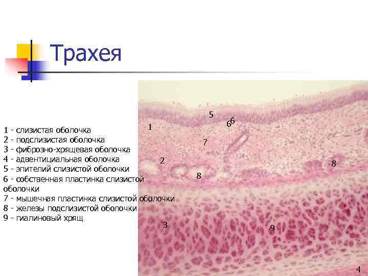 Трахея 5 1 Трахея 5 1