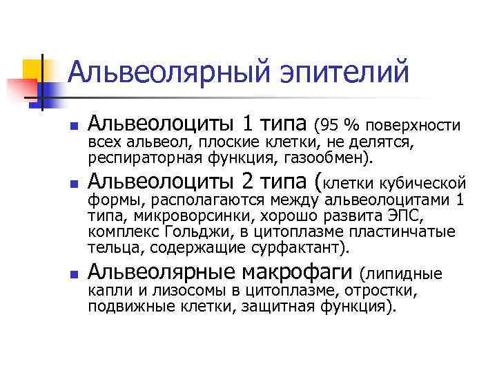 Альвеолярный эпителий n Альвеолоциты 1 типа (95 % поверхности всех альвеол, Альвеолярный эпителий n Альвеолоциты 1 типа (95 % поверхности всех альвеол,