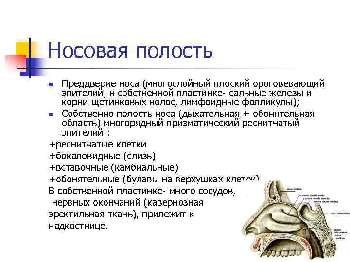 Носовая полость n Преддверие носа (многослойный плоский ороговевающий эпителий, в собственной пластинке- сальные Носовая полость n Преддверие носа (многослойный плоский ороговевающий эпителий, в собственной пластинке- сальные