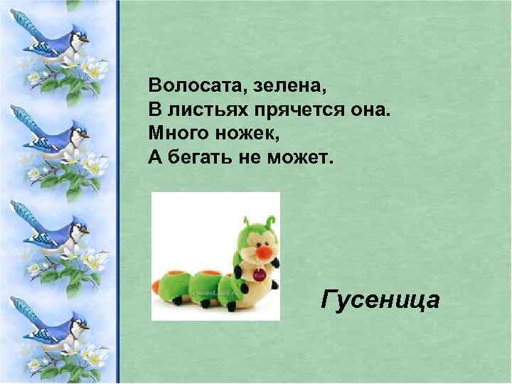 Волосата, зелена, В листьях прячется она. Много ножек, А бегать не может. Гусеница 