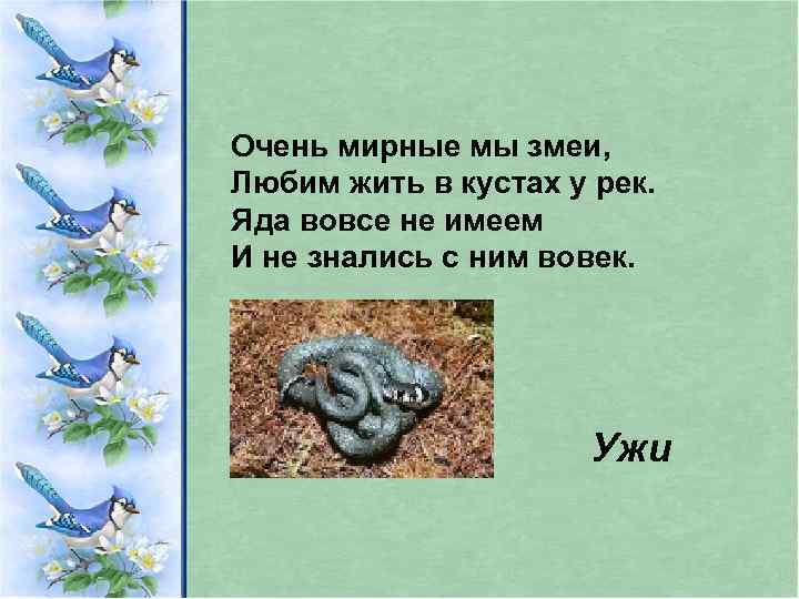 Очень мирные мы змеи, Любим жить в кустах у рек. Яда вовсе не имеем
