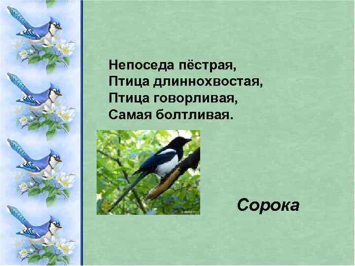 Непоседа пёстрая, Птица длиннохвостая, Птица говорливая, Самая болтливая. Сорока 