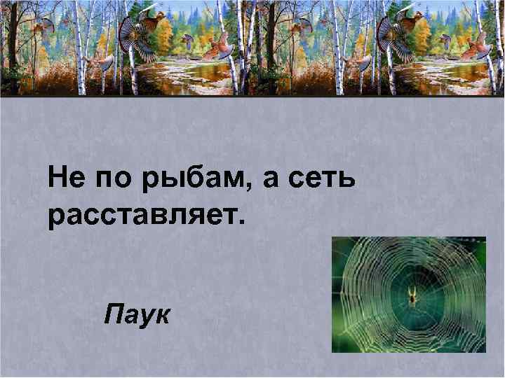 Не по рыбам, а сеть расставляет. Паук 