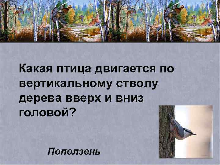 Какая птица двигается по вертикальному стволу дерева вверх и вниз головой? Поползень 
