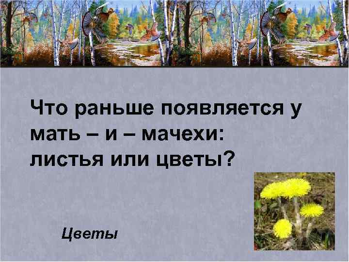 Что раньше появляется у мать – и – мачехи: листья или цветы? Цветы 