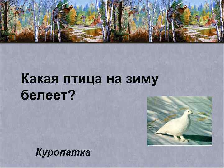 Какая птица на зиму белеет? Куропатка 