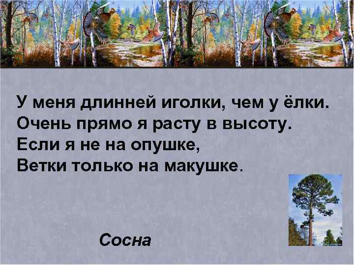 У меня длинней иголки, чем у ёлки. Очень прямо я расту в высоту. Если