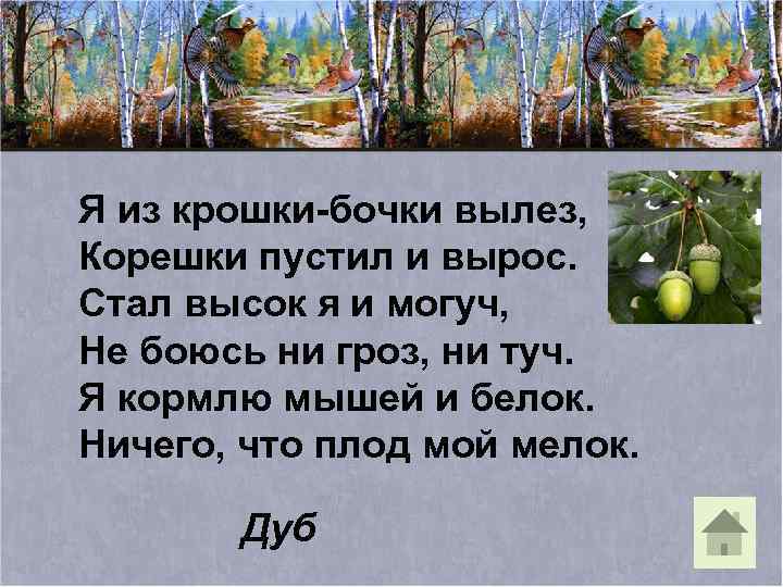Я из крошки-бочки вылез, Корешки пустил и вырос. Стал высок я и могуч, Не