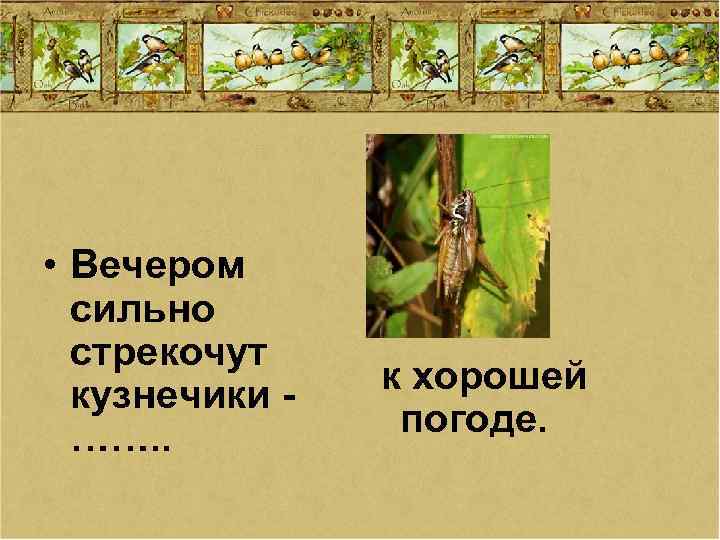  • Вечером сильно стрекочут кузнечики ……. . к хорошей погоде. 