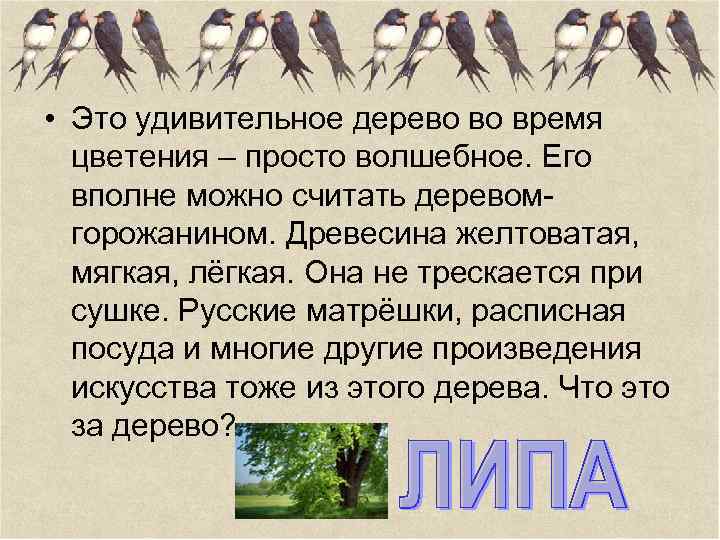  • Это удивительное дерево во время цветения – просто волшебное. Его вполне можно