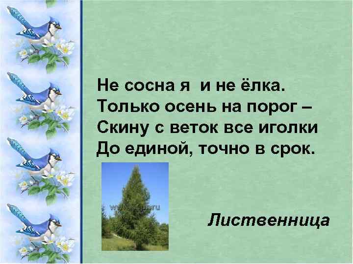 Не сосна я и не ёлка. Только осень на порог – Скину с веток