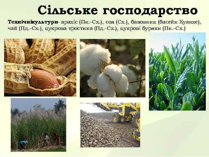    Сільське господарство Технічнікультури арахіс (Пн. -Сх. ), соя (Сх. ), бавовник