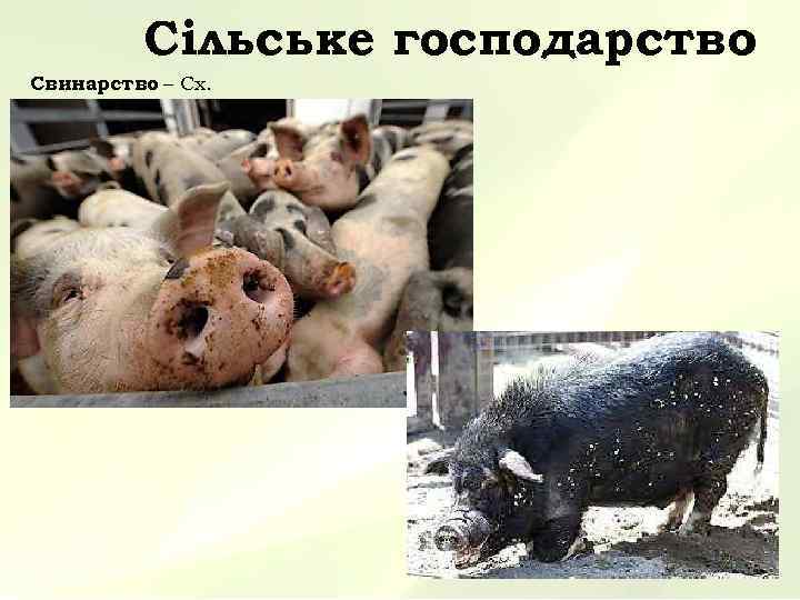    Сільське господарство Свинарство – Сх. 