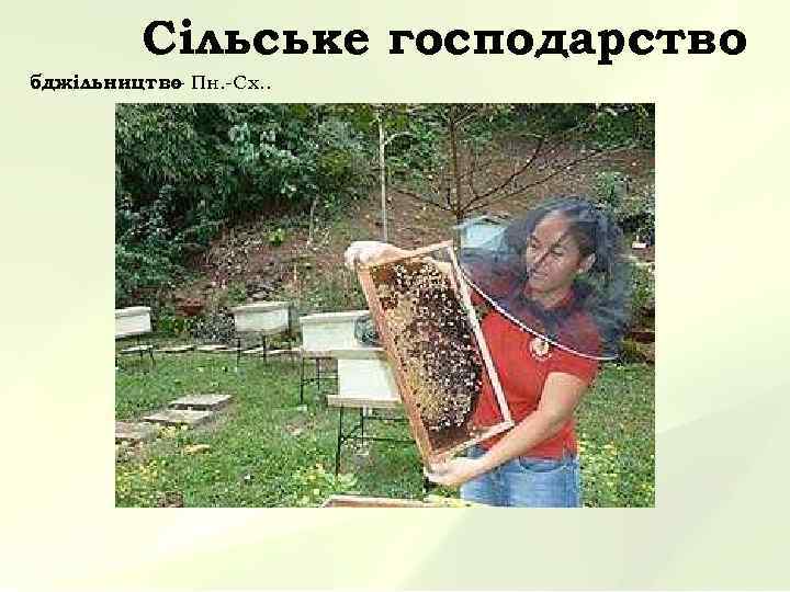    Сільське господарство бджільництво Пн. -Сх. .   – 
