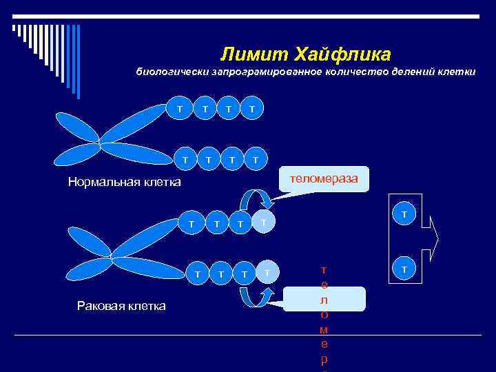        Лимит Хайфлика  биологически запрограмированное количество делений