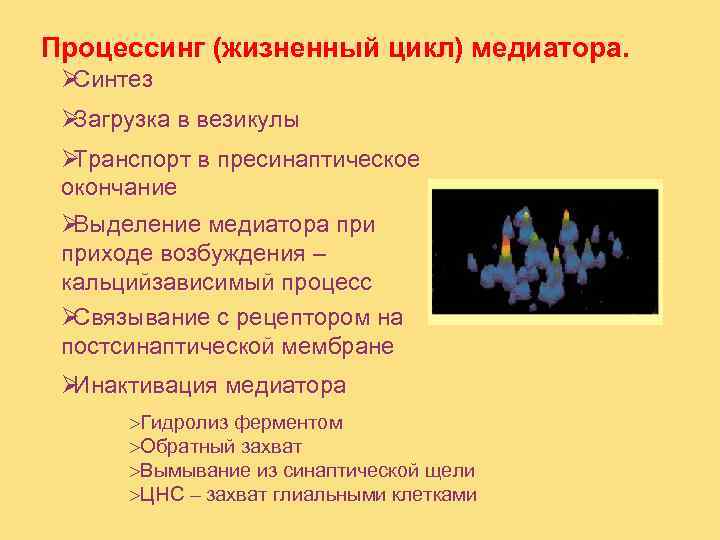 Процессинг (жизненный цикл) медиатора.  ØСинтез ØЗагрузка в везикулы ØТранспорт в пресинаптическое окончание ØВыделение