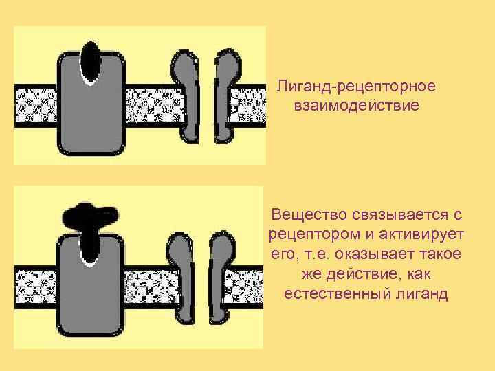  Лиганд-рецепторное  взаимодействие Вещество связывается с рецептором и активирует его, т. е. оказывает