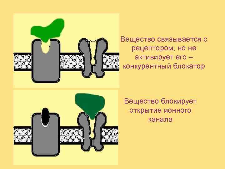Вещество связывается с  рецептором, но не  активирует его – конкурентный блокатор 