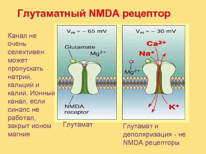 Суть есть канал. Глутаматные NMDA Рецептор. НМДА рецепторы глутамата. НМДА Рецептор строение. Глутаматные рецепторы головного мозга.