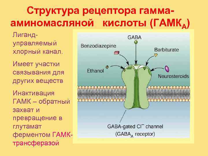  Структура рецептора гамма- аминомасляной кислоты (ГАМКА) Лиганд- управляемый хлорный канал. Имеет участки связывания