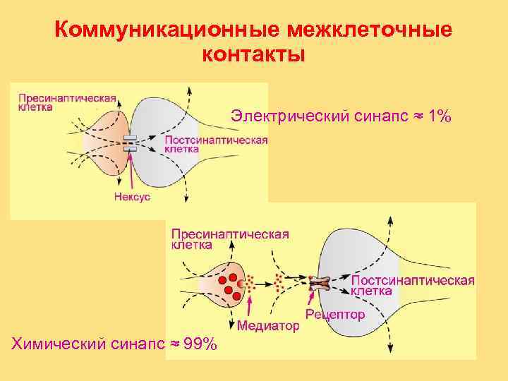   Коммуникационные межклеточные    контакты      Электрический