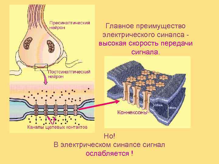    Главное преимущество   электрического синапса -   высокая скорость