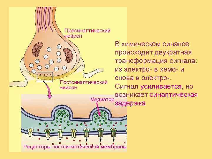 Рецепторы синапса