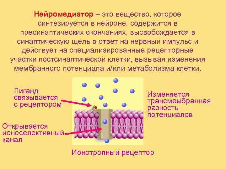 Нейромедиаторы. Нейромедиатор. Нейромедиаторы это простым языком. Нейромедиаторы что это простым языком и их функции. Какие есть нейромедиаторы.