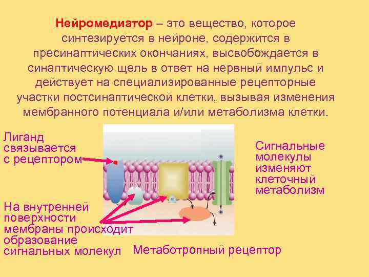   Нейромедиатор – это вещество, которое   синтезируется в нейроне, содержится в