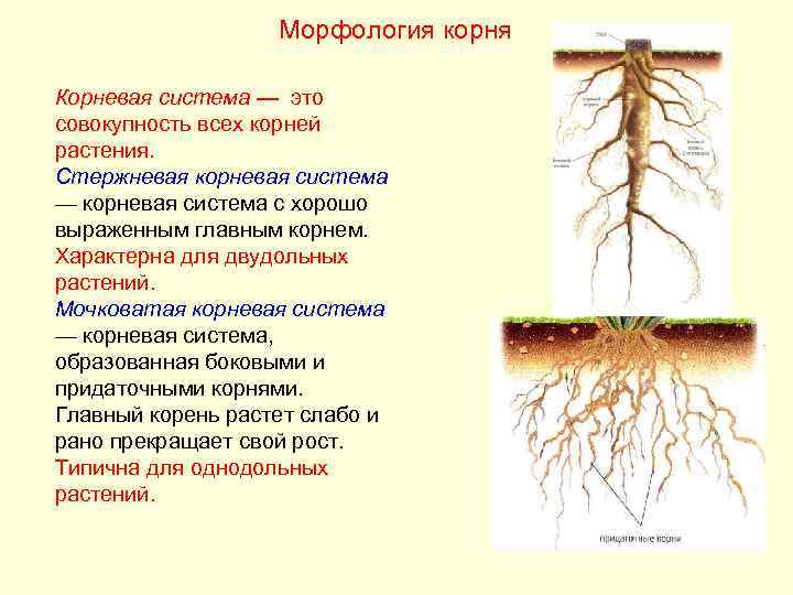 Какое число тычинок вероятнее всего будет у растения корневая система которого изображена на рисунке