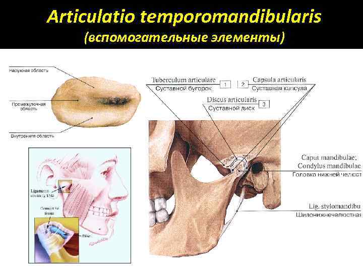 Articulatio temporomandibularis (вспомогательные элементы) 