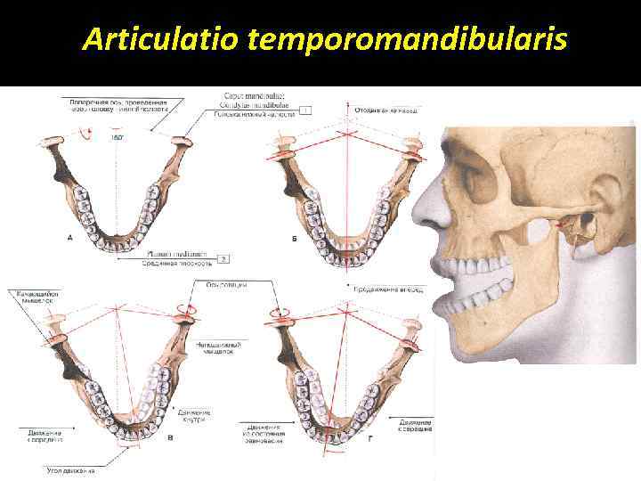 Articulatio temporomandibularis 