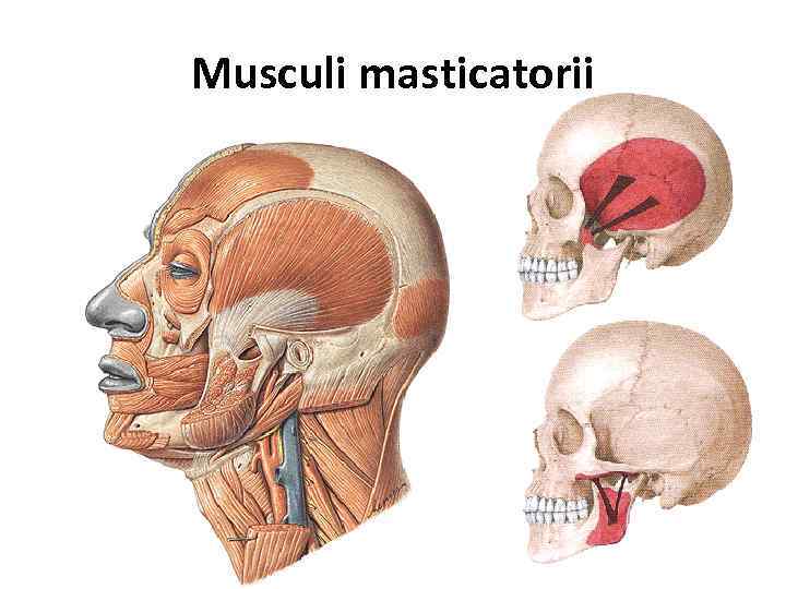 Musculi masticatorii 