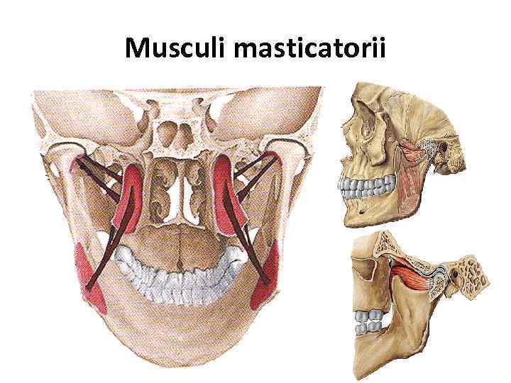 Musculi masticatorii 