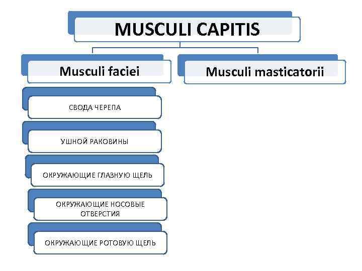 MUSCULI CAPITIS Musculi faciei СВОДА ЧЕРЕПА УШНОЙ РАКОВИНЫ ОКРУЖАЮЩИЕ ГЛАЗНУЮ ЩЕЛЬ ОКРУЖАЮЩИЕ НОСОВЫЕ ОТВЕРСТИЯ