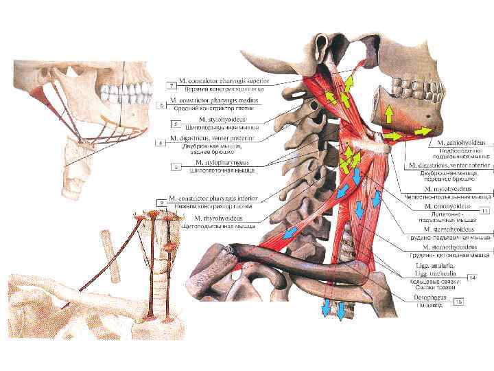 Топография мышц шеи. Топография мышц головы. Топография головы мышцы пространства. Презентация мышца головы и шеи клетчаточные пространства. Надгрудинное межапоневротическое пространство шеи ограничено.