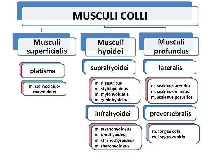 MUSCULI COLLI Musculi superficialis platisma m. sternocleidomastoideus Musculi hyoidei Musculi profundus suprahyoidei lateralis m.