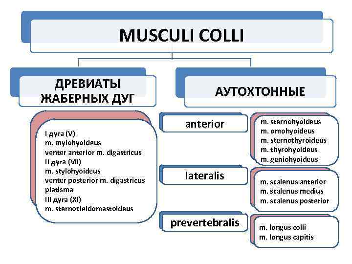 MUSCULI COLLI ДРЕВИАТЫ ЖАБЕРНЫХ ДУГ I дуга (V) m. mylohyoideus venter anterior m. digastricus