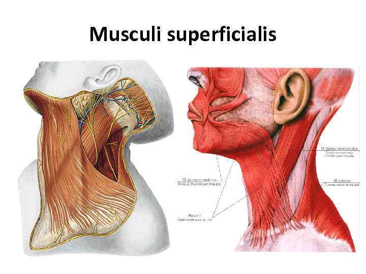 Musculi superficialis 