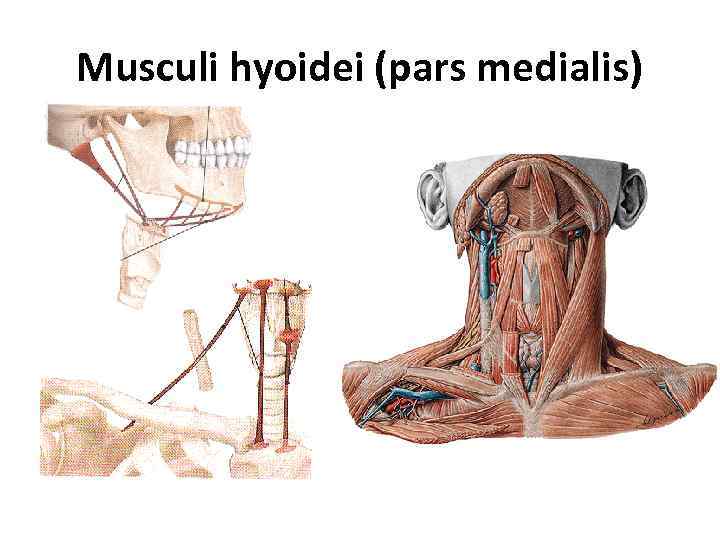 Musculi hyoidei (pars medialis) 