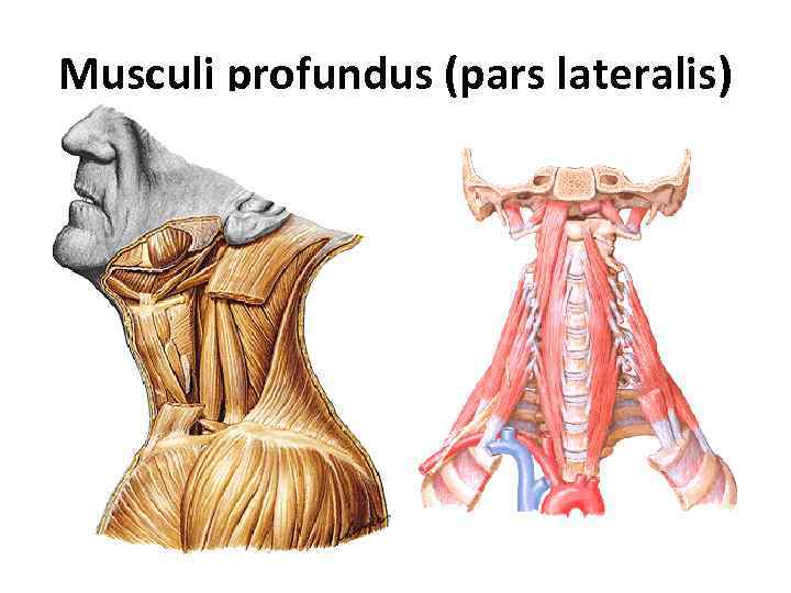 Musculi profundus (pars lateralis) 